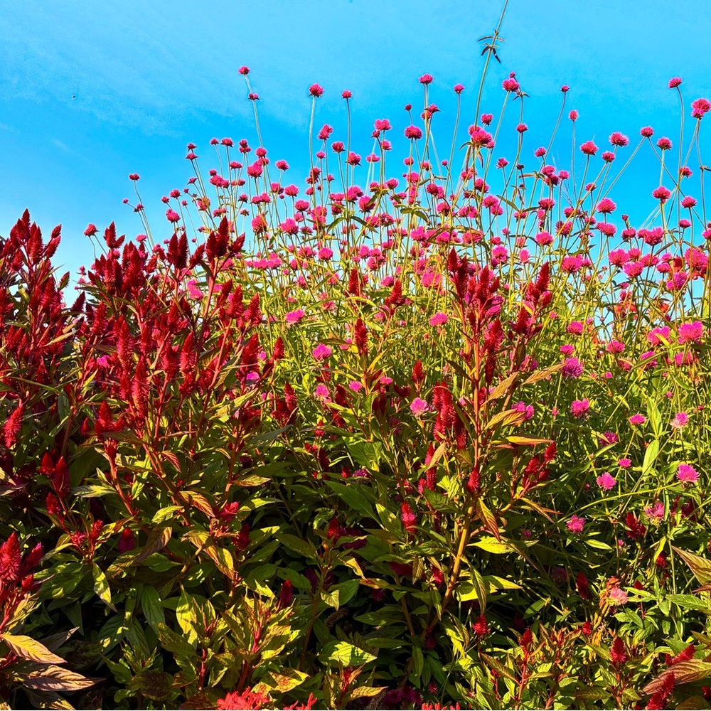 Meet your Posher, Alicia